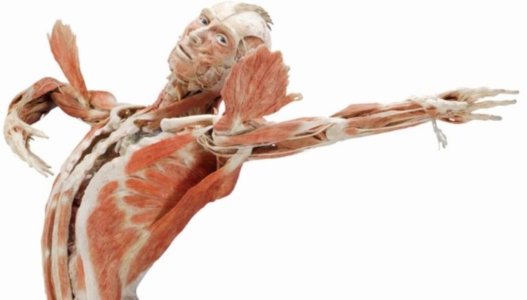 آزمون ارشد آناتومی