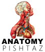 Anatomy Pishtaz